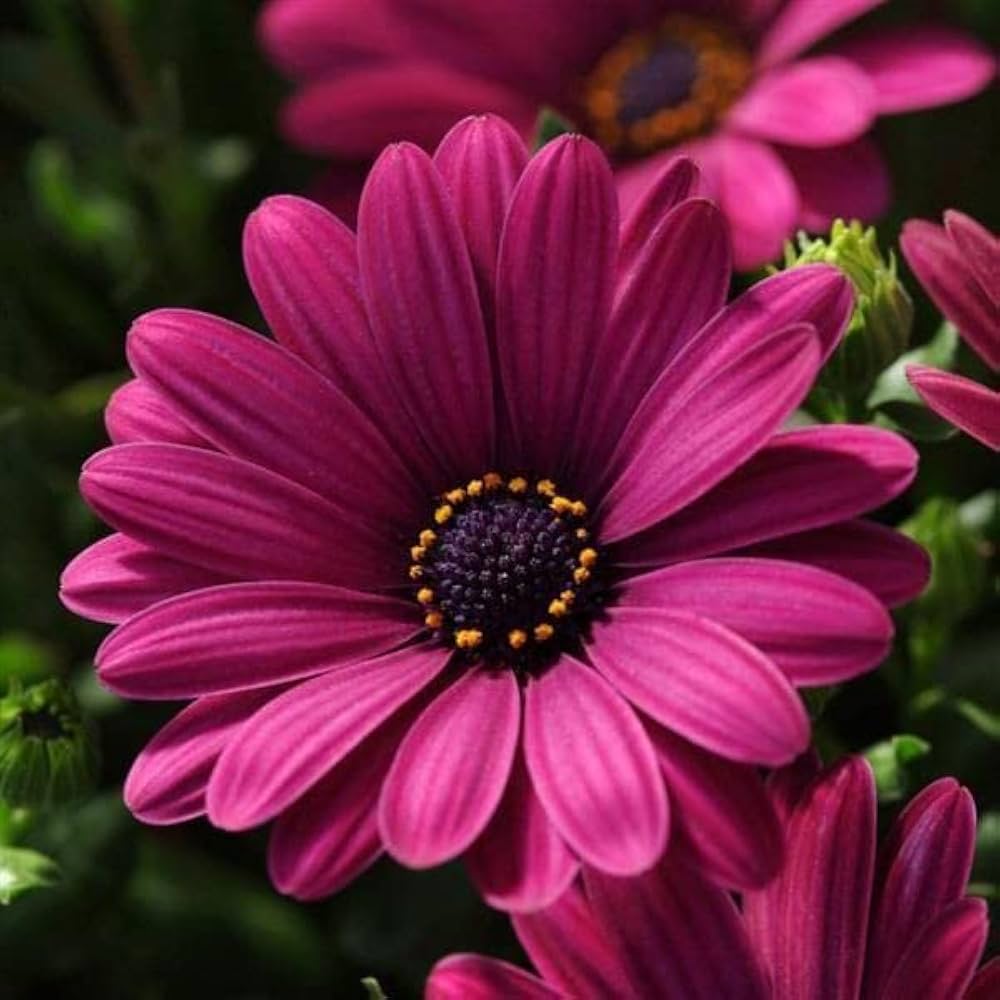 Osteospermum Blomsterfrø til Plantning Pink 100 stk