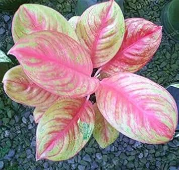 pink aglaonema flower seeds