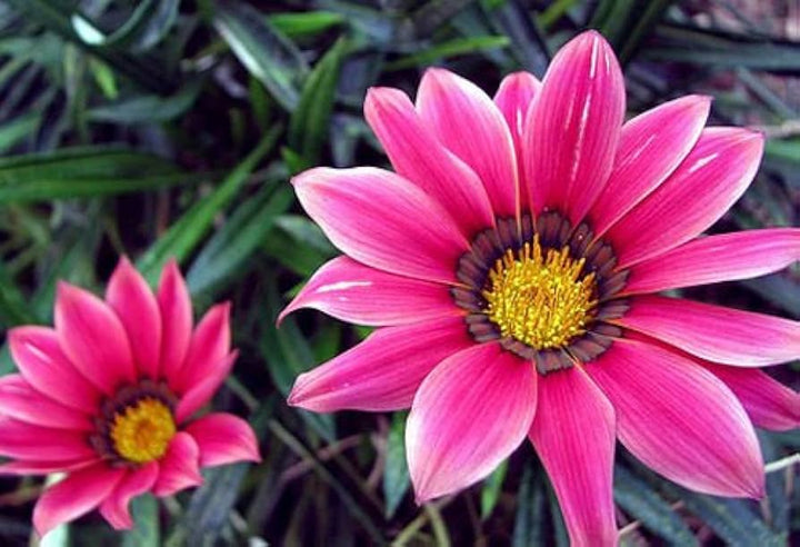 Pink Gazania Rigens blomsterfrø til plantning - 100 stk