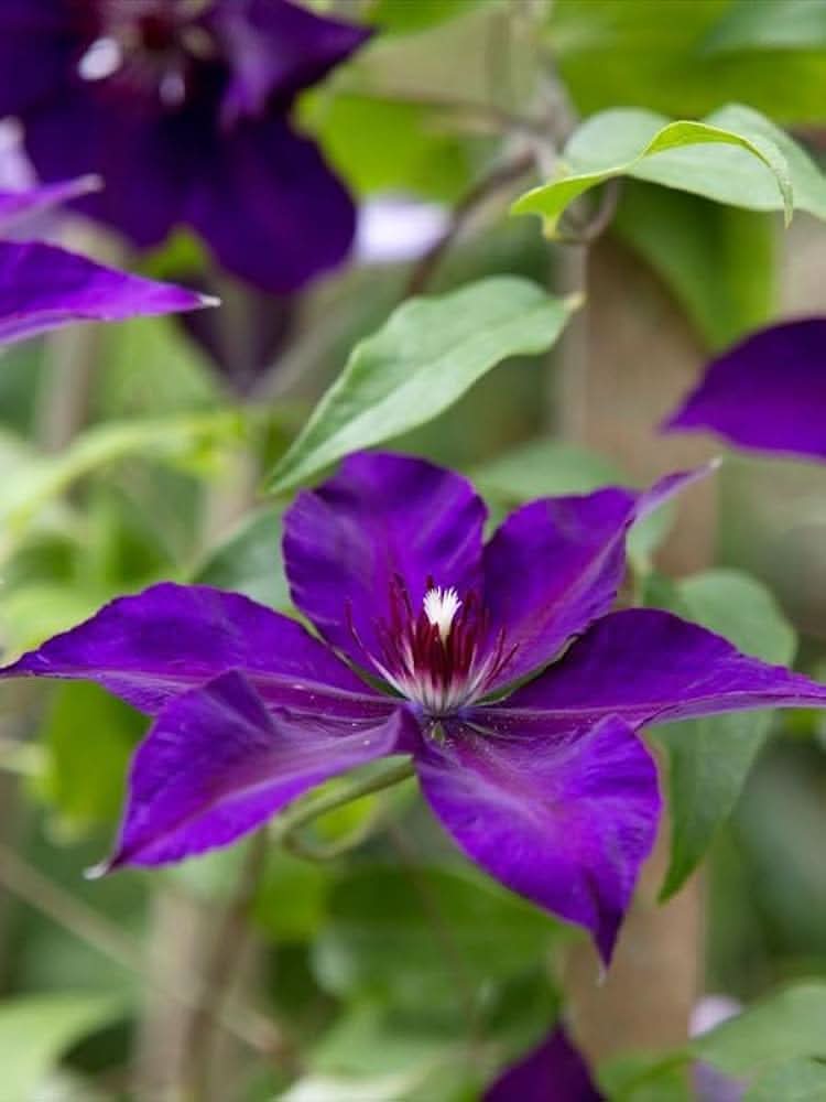 clematis clematis flower seeds