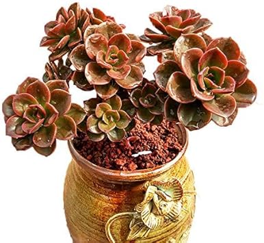 Flower Seeds, Seeds for Planting, Plant Seeds