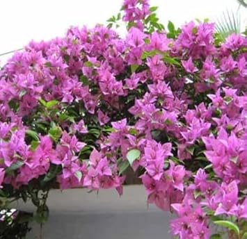 Flower Seeds, Seeds for Planting, Plant Seeds