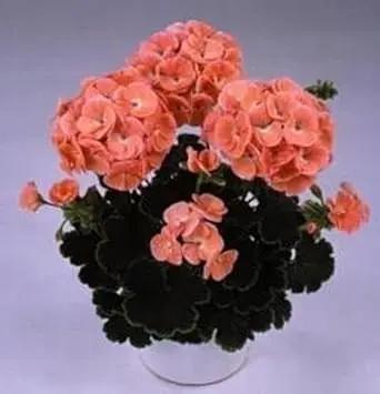 orange zonal flower seeds