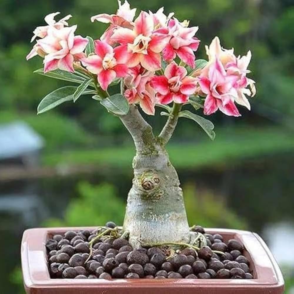 african bonsai flower seeds