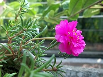 Flower Seeds, Seeds for Planting, Plant Seeds