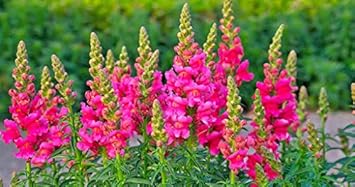 Flower Seeds, Seeds for Planting, Plant Seeds