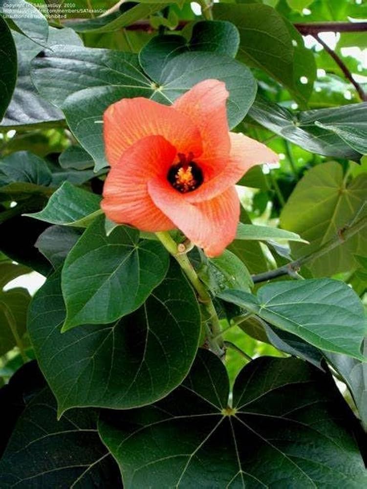 hibiscus tiliaceus flower seeds