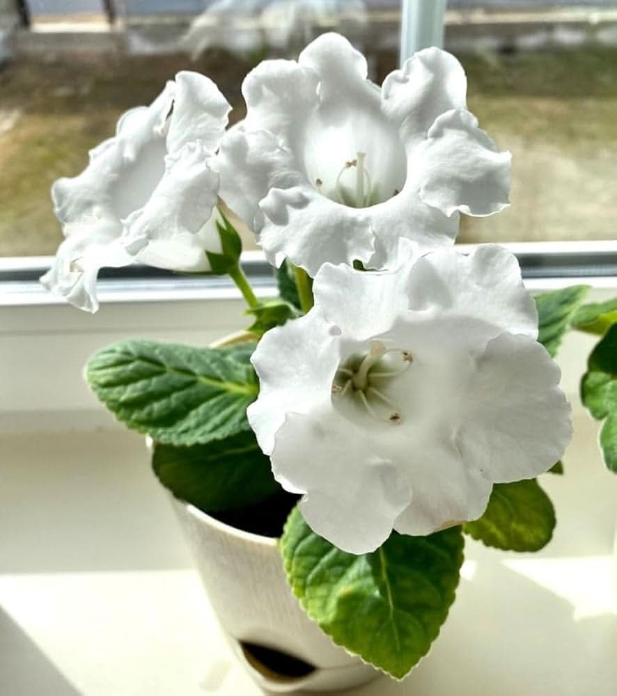 white sinningia flower seeds