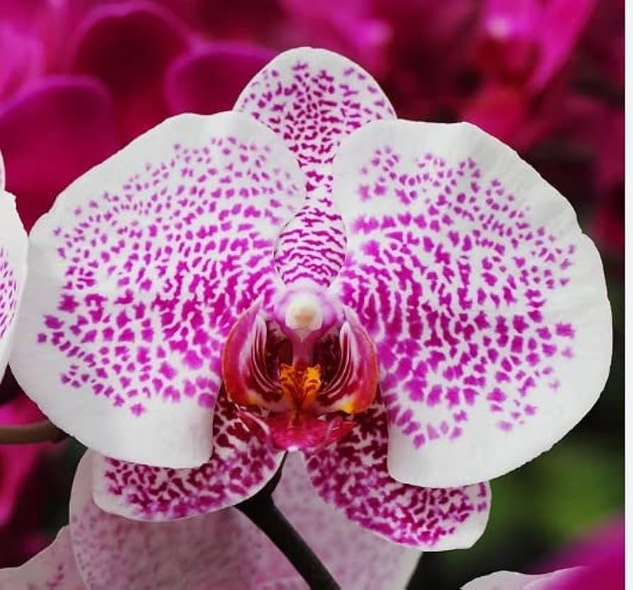 pink white flower seeds