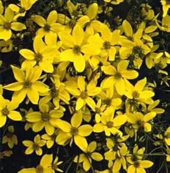 yellow bidens flower seeds