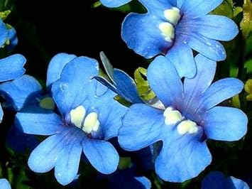 Flower Seeds, Seeds for Planting, Plant Seeds