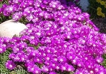 purple delosperma flower seeds