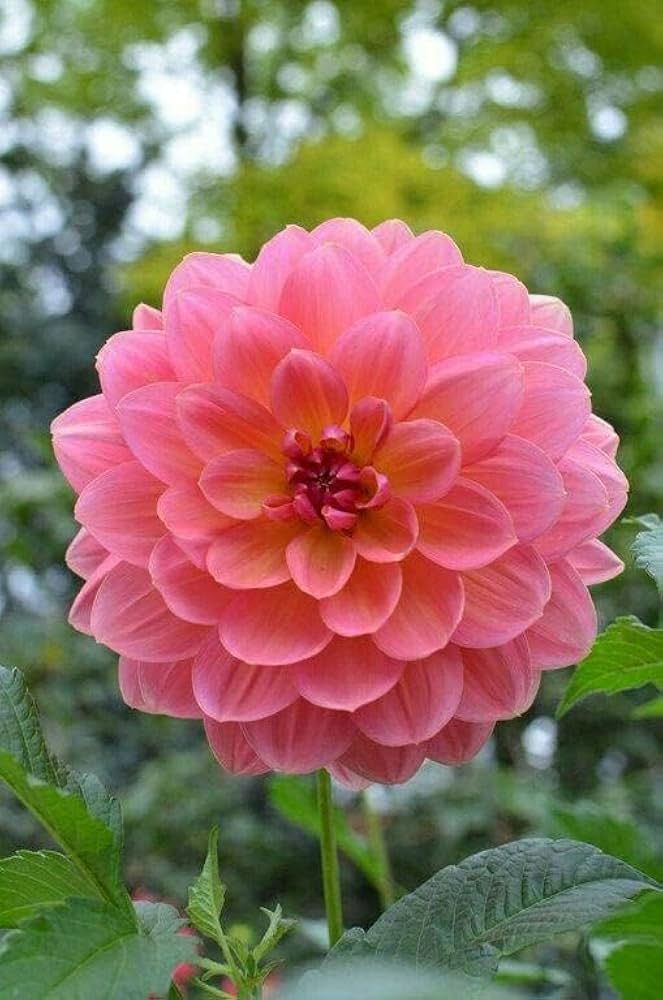 dahlia dahlia flower seeds
