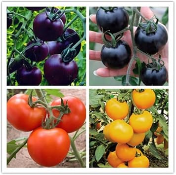 Multi Tomato Seeds for Planting | Heirloom, Non-GMO, High Germination Organic Garden Seeds