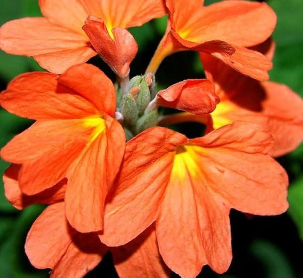 fire cracker flower seeds