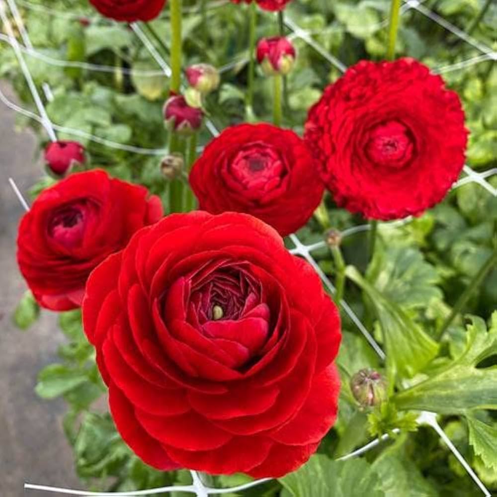 Red Ranunculus Flower Seeds for Planting – Heirloom, Non-GMO, High Germination Organic Garden Seeds