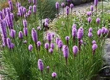 purple liatris flower seeds