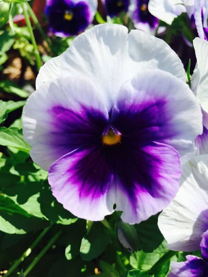 Pansy Flower Seeds for Planting - Violet & White 100 pcs