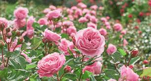 rose engel flower seeds