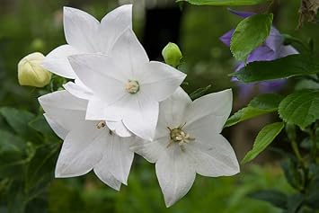 white heirloom flower seeds