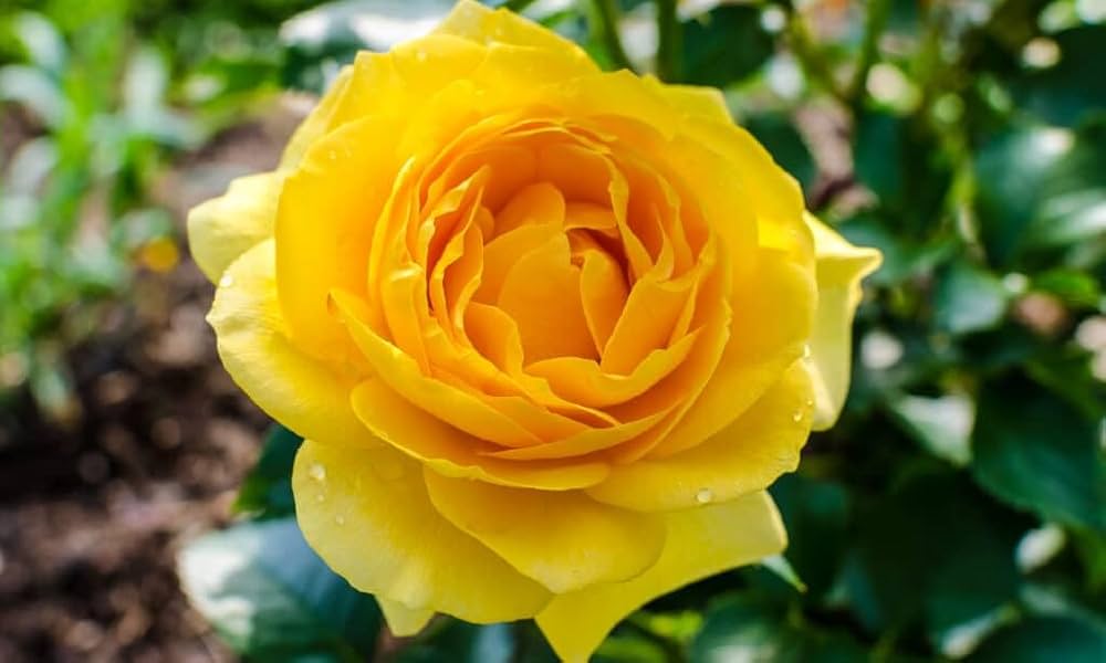 Gule Home Garden Rose Blomsterfrø til udplantning - 100 stk