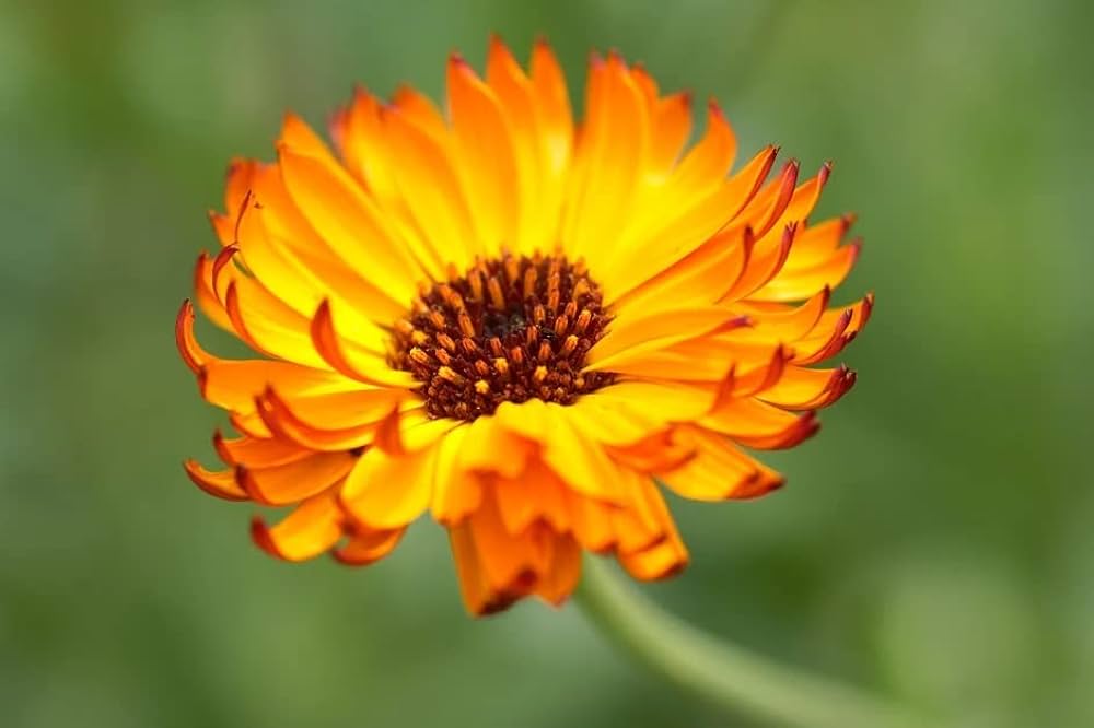 indian prince flower seeds