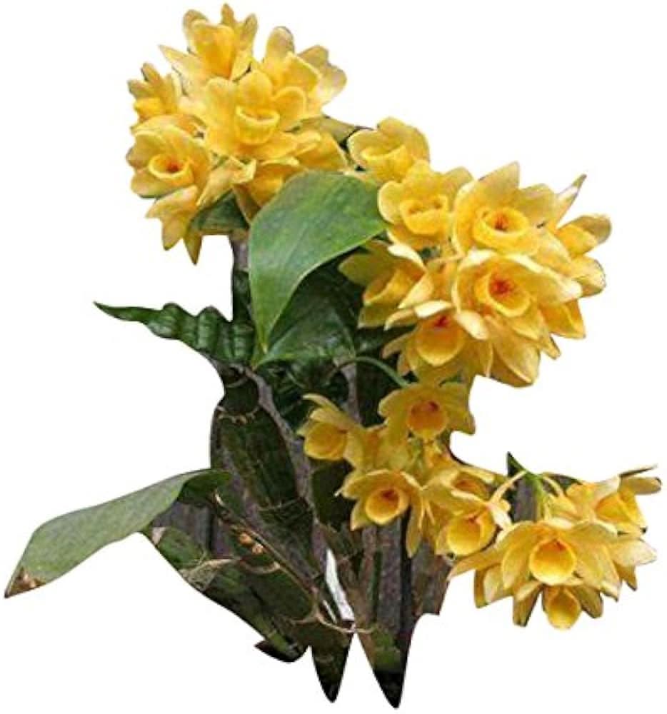 dendrobium orchid flower seeds