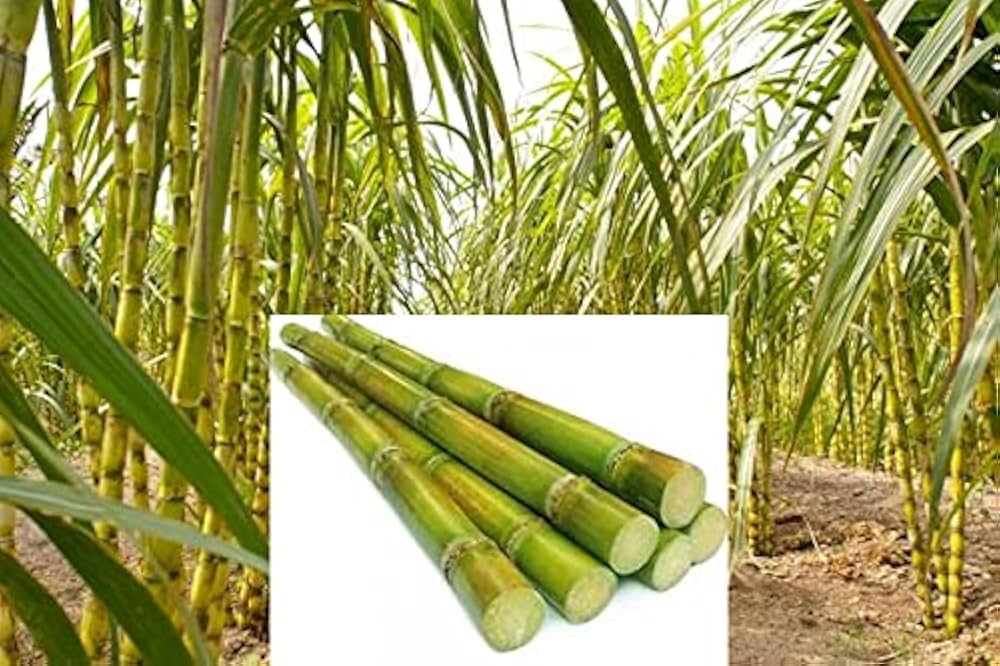 Sugarcane Plant Seed Pack – Grow Sweet Cane Stalks, Heirloom, High Germination, Non-GMO Organic Garden Seeds