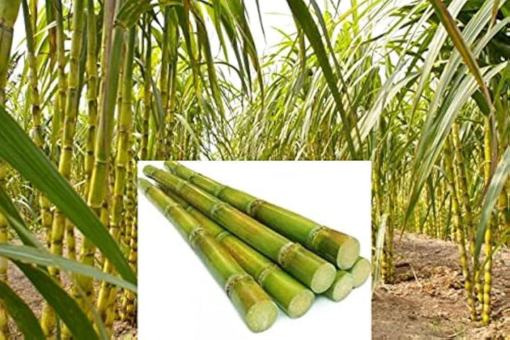 Sugarcane Plant Seed Pack – Grow Sweet Cane Stalks, Heirloom, High Germination, Non-GMO Organic Garden Seeds
