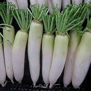 Heirloom Non-GMO Green White Radish Seeds for Planting