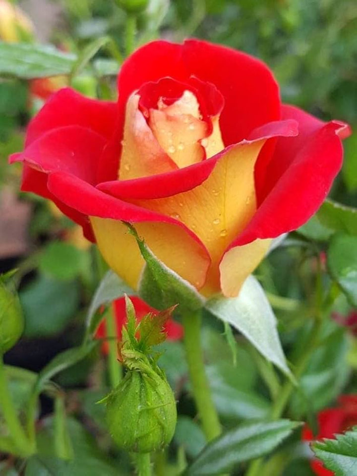 Rainbow Potted Rose Flower Seeds for Planting Red 100 pcs