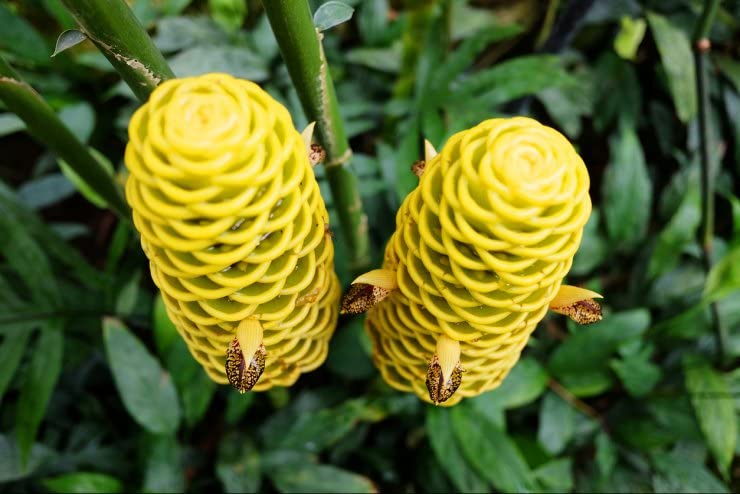 Beehive Ginger Flower Seeds 10 for Planting 100 pcs