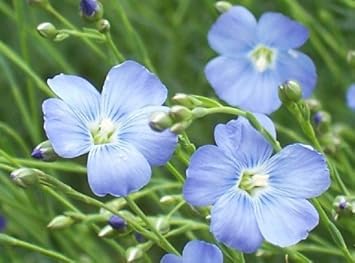 blue linum flower seeds
