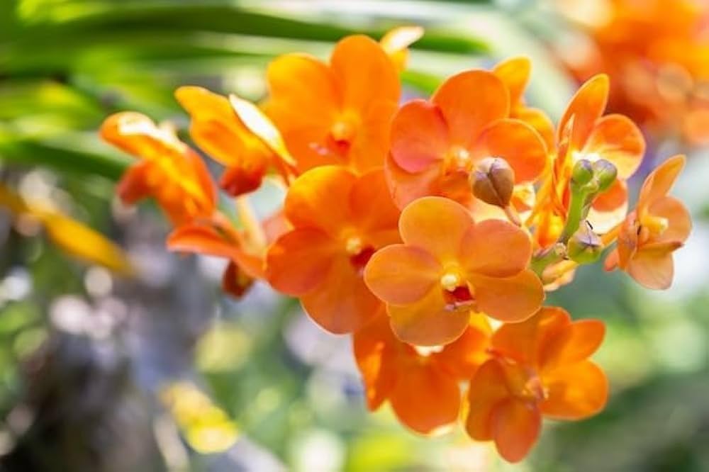 Orange Bell Orchid Seeds for Planting, 100 pcs