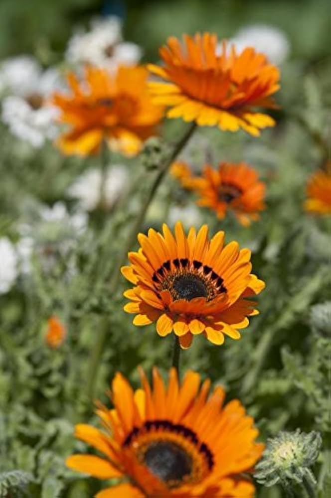 orange venidium flower seeds