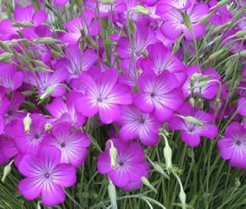 Flower Seeds, Seeds for Planting, Plant Seeds