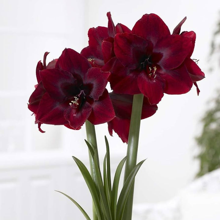 Heirloom Non-GMO Maroon Amaryllis Flower Seeds – Bold Blooming Bulb Seeds for Home Gardens