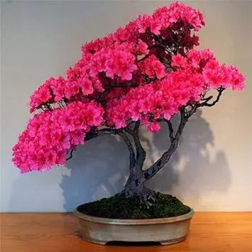 pink perennial flower seeds