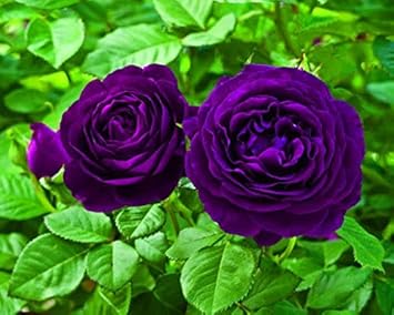 Flower Seeds, Seeds for Planting, Plant Seeds