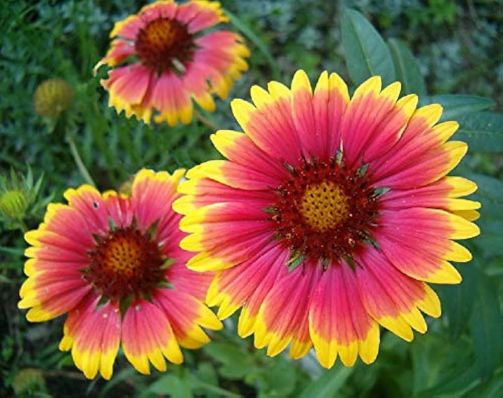 Heirloom Non-GMO Gaillardia Flower Seeds for Planting – Bright Drought-Tolerant Blooms | High Germination