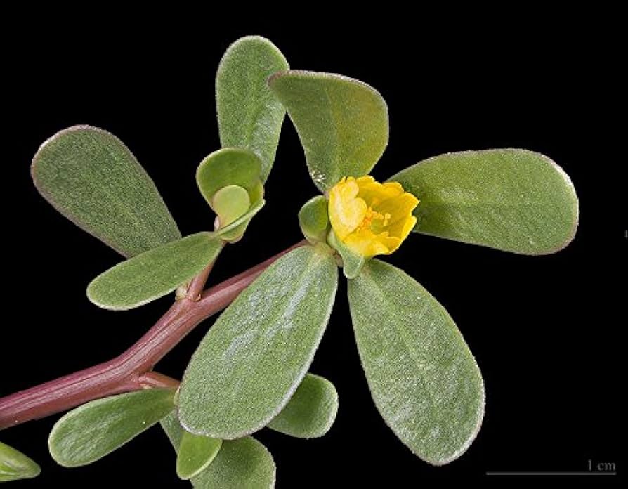 yellow purslane flower seeds