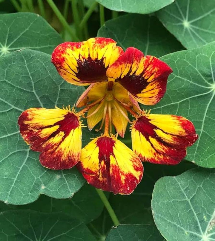 Heirloom Red Yellow Nasturtium Flower Seeds for Planting – Non-GMO, High Germination, Edible Garden Blooms