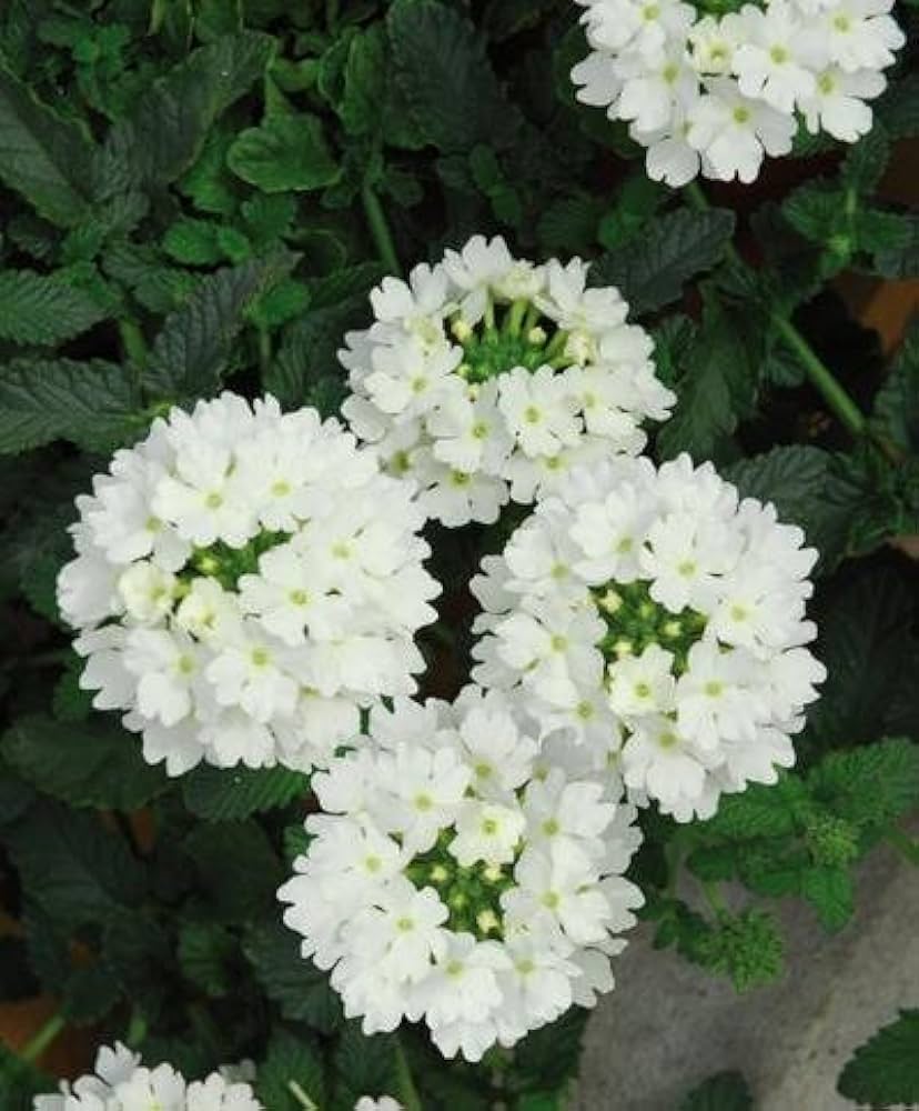 white hastata flower seeds