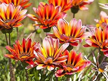 Flower Seeds, Seeds for Planting, Plant Seeds