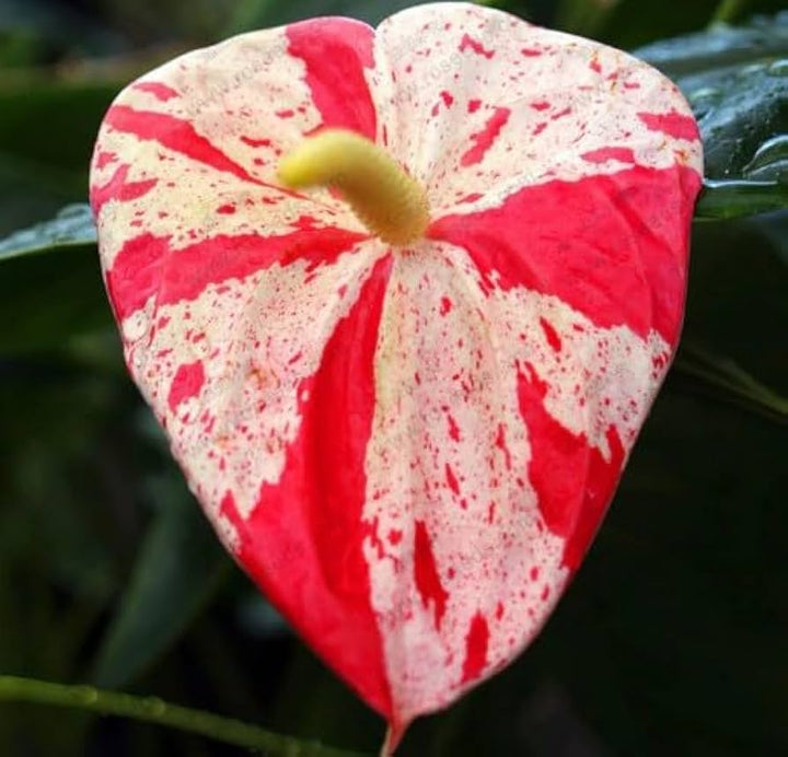 Cream Red Anthurium Flower Seeds for Planting – Heirloom, Non-GMO, High Germination Organic Garden Seeds