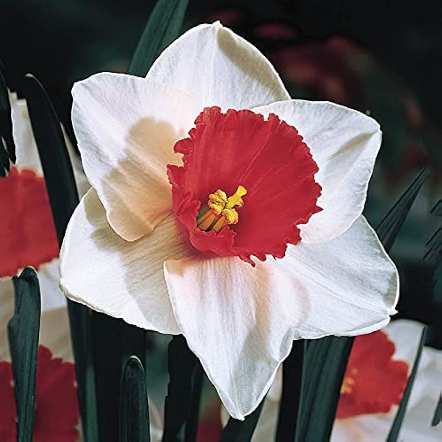 Red White Daffodils Flower Seeds – Heirloom Non-GMO High Germination Spring Blooms Seeds for Planting