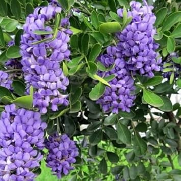 Flower Seeds, Seeds for Planting, Plant Seeds