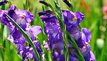 Flower Seeds, Seeds for Planting, Plant Seeds