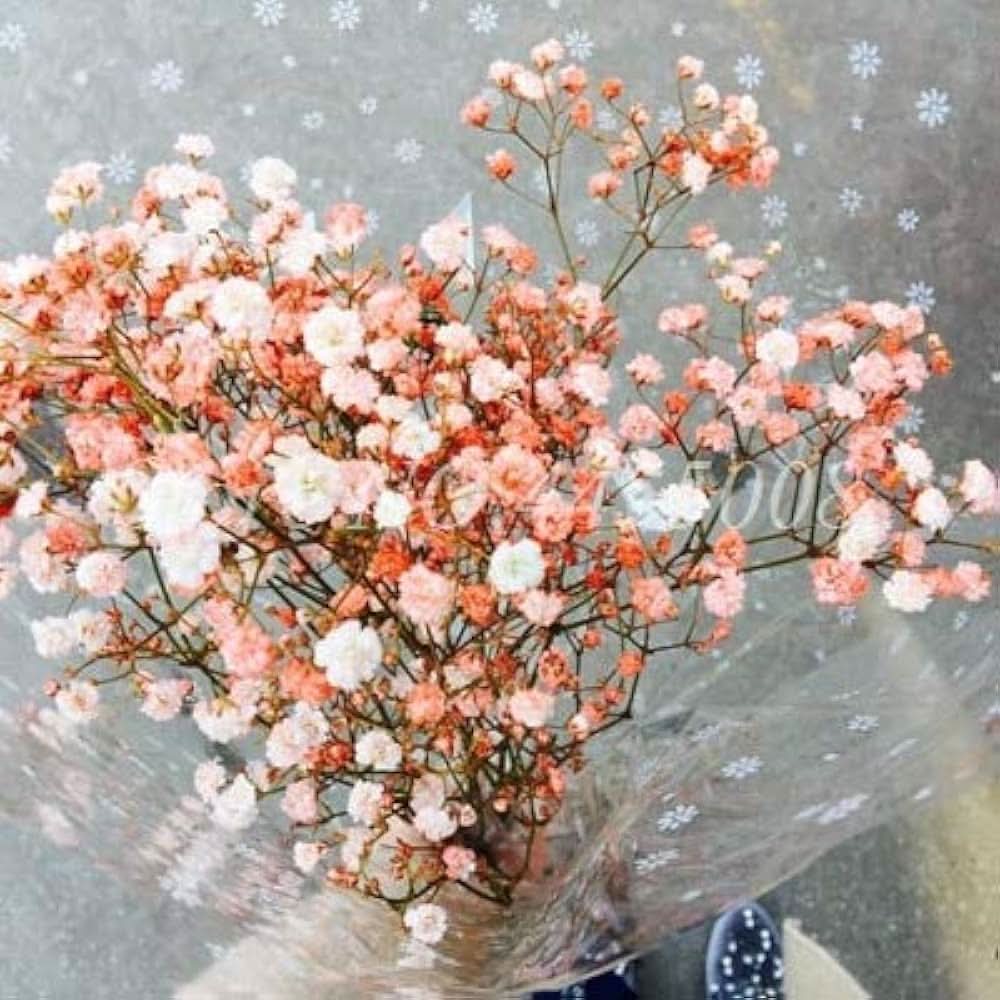 gypsophila paniculata flower seeds