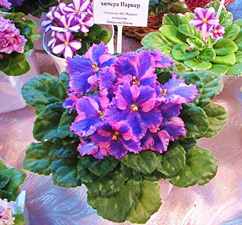 Pink Violet Saintpaulia Flower Seeds for Planting 100 pcs